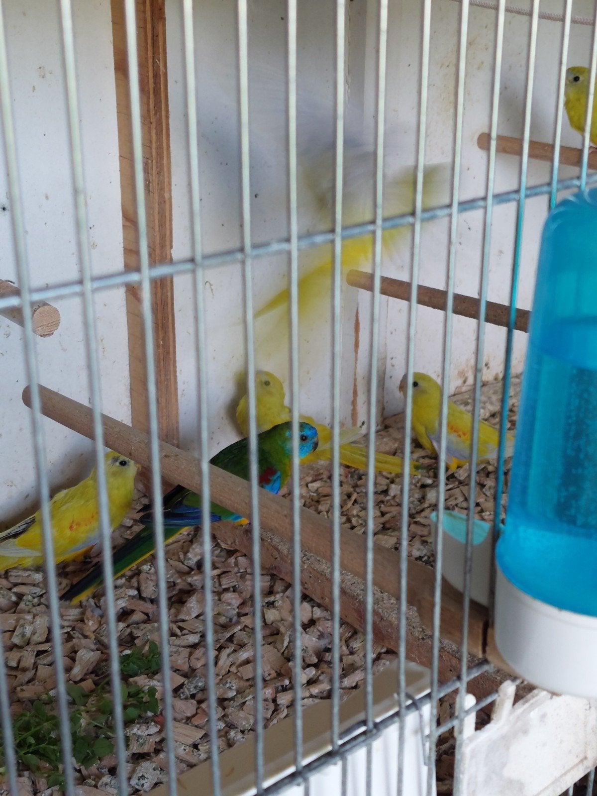 Turquoisine dilute, Geslacht onbekend, Parkiet, Geringd