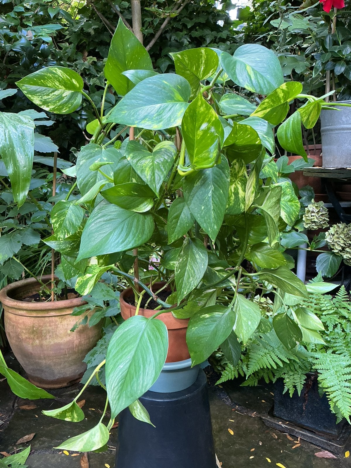 Scindapsus Aureum (drakenklimop), Huis en Inrichting, Ophalen, Halfschaduw, In pot, Minder dan 100 cm