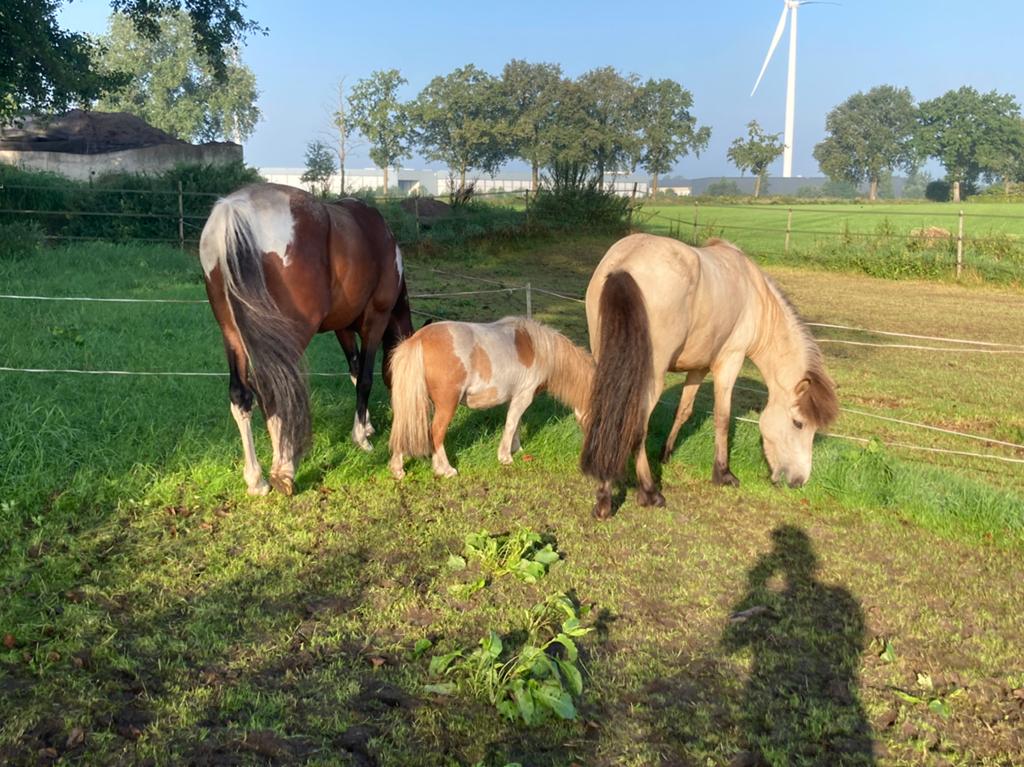 Bijrijder/verzorger gezocht!, Ophalen of Verzenden, Nieuw