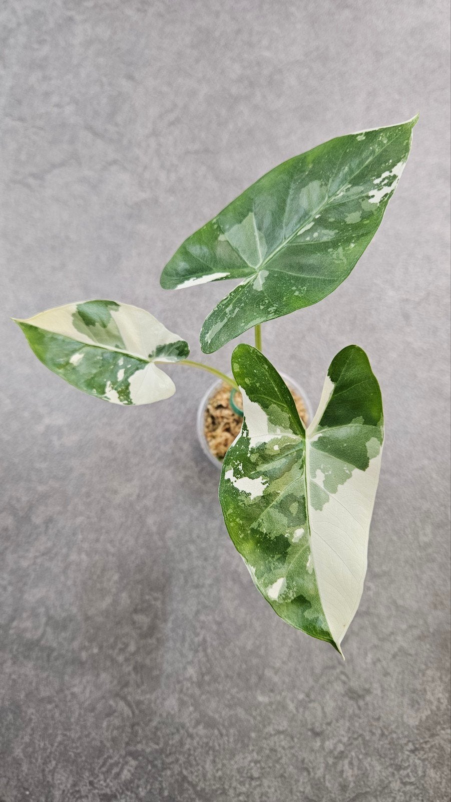 Alocasia macrorrhizos Albo Variegata, Ophalen of Verzenden, Halfschaduw, Minder dan 100 cm