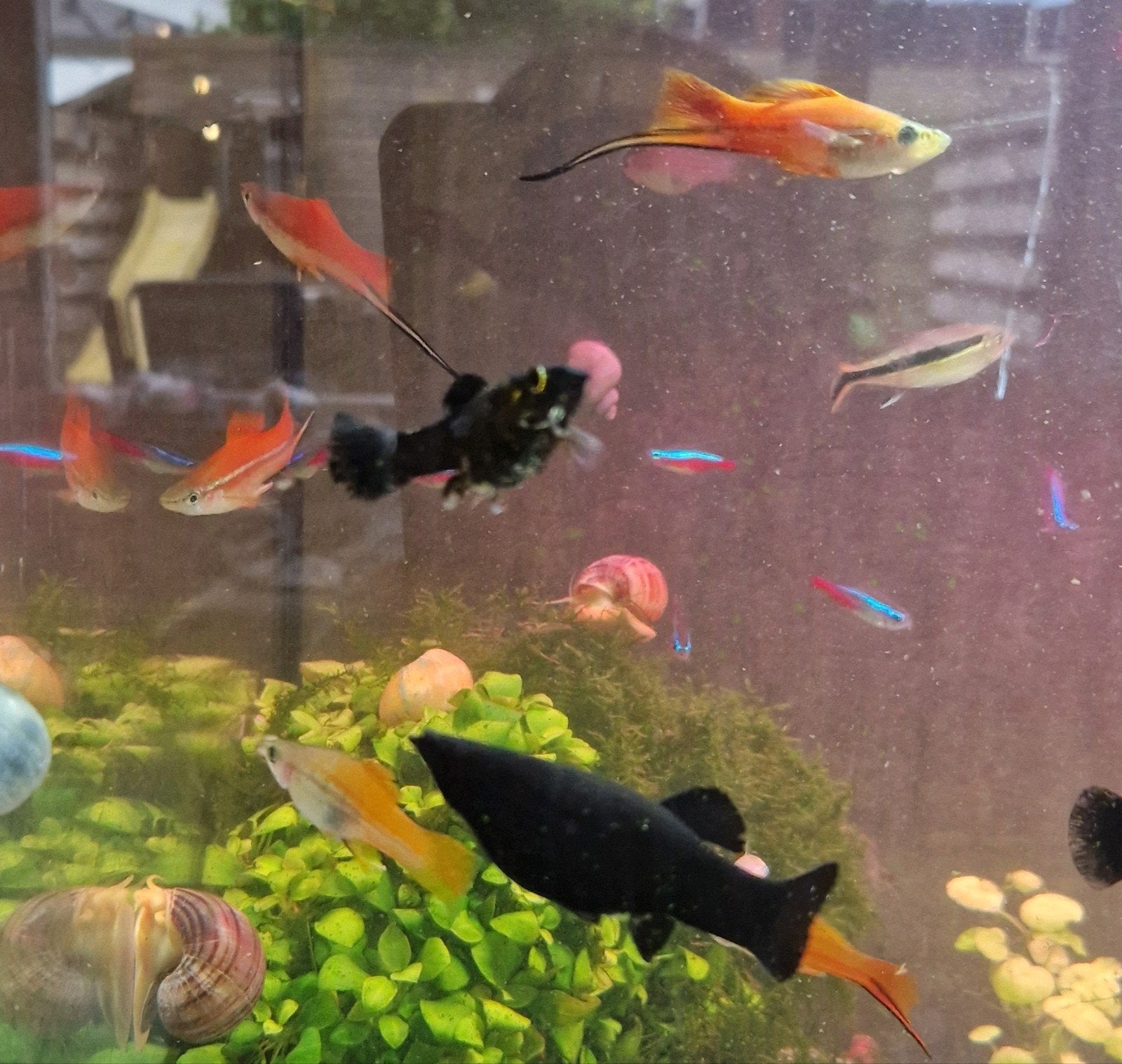 Black mollys & zwaarddragers, Vis
