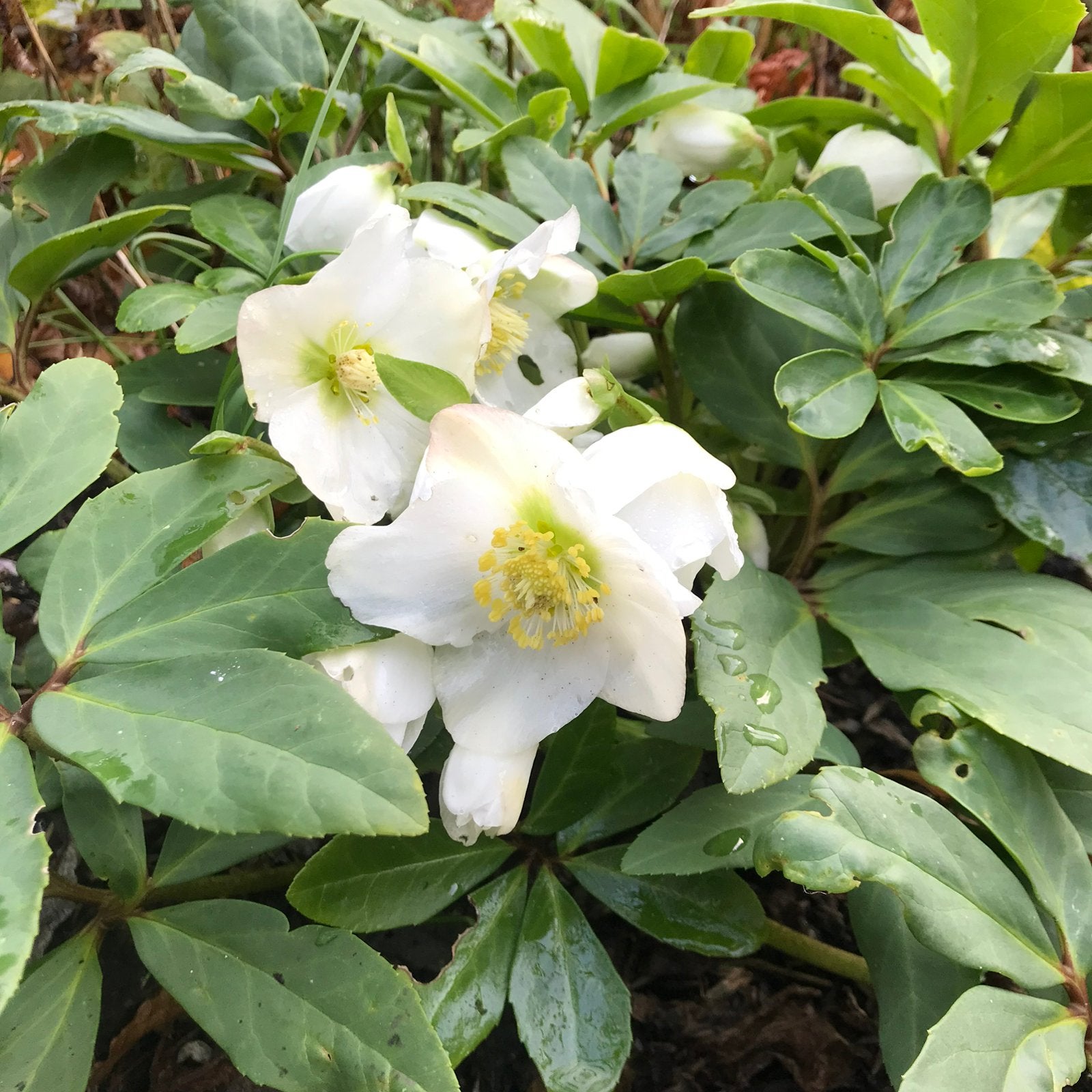 Helleborus nigra, Vaste plant, Halfschaduw, Winter, Ophalen