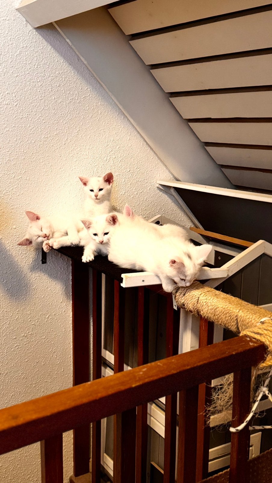 Mooie Turkse Angora mix kitten – 2 maanden oud, Dieren en Toebehoren, Kater, Kortharig