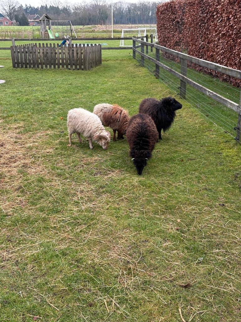 2 ouessant rammen (wit en bruin), Dieren en Toebehoren, Mannelijk, Schaap