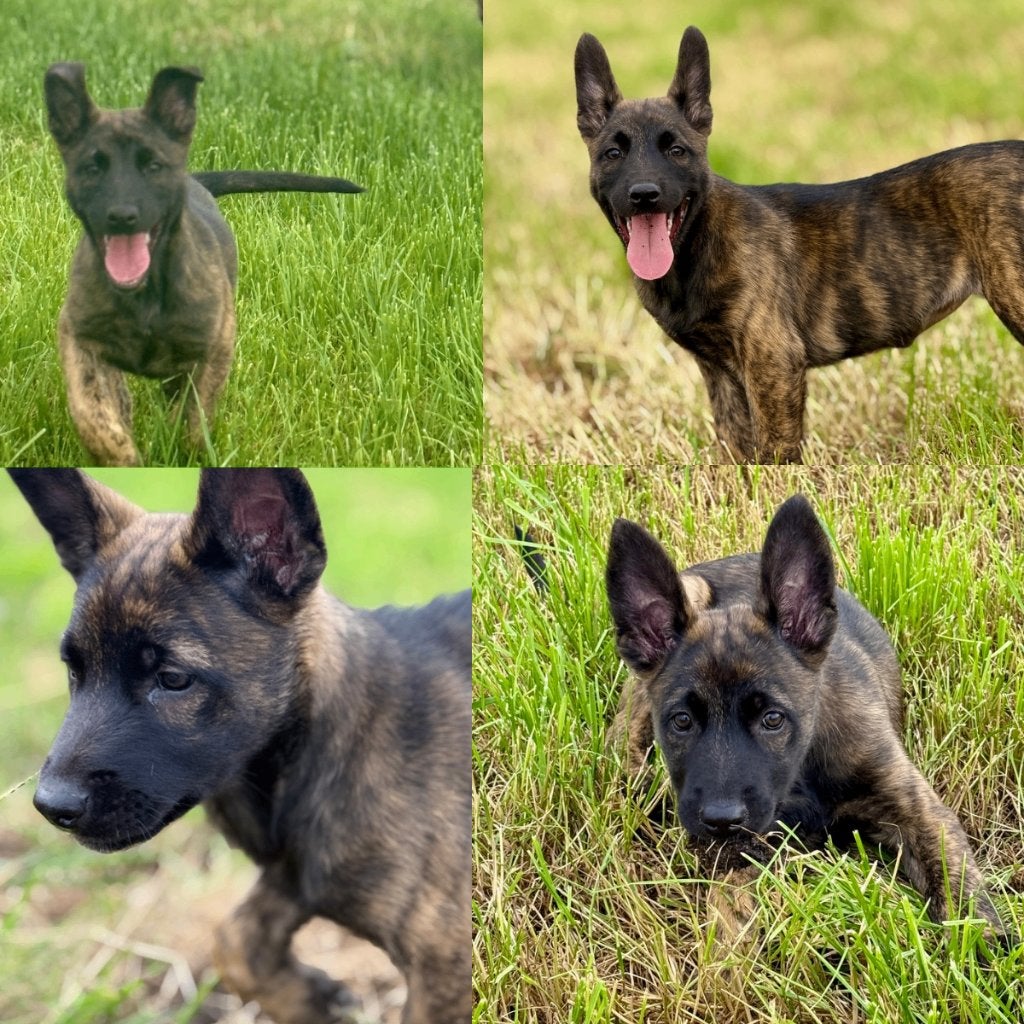 Mechelse herder x Hollandse herder teefje (gestroomd), Dieren en Toebehoren, Honden | Herdershonden en Veedrijvers, Parvo, 8 tot 15 weken