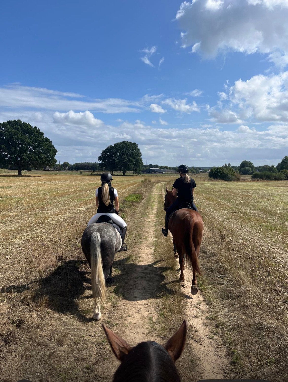 Lieve e pony ruin, Dieren en Toebehoren