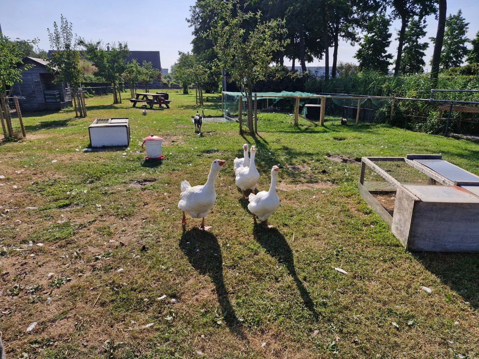 2 witte ganzen, Dieren en Toebehoren, Pluimvee, Geslacht onbekend, Gans of Zwaan