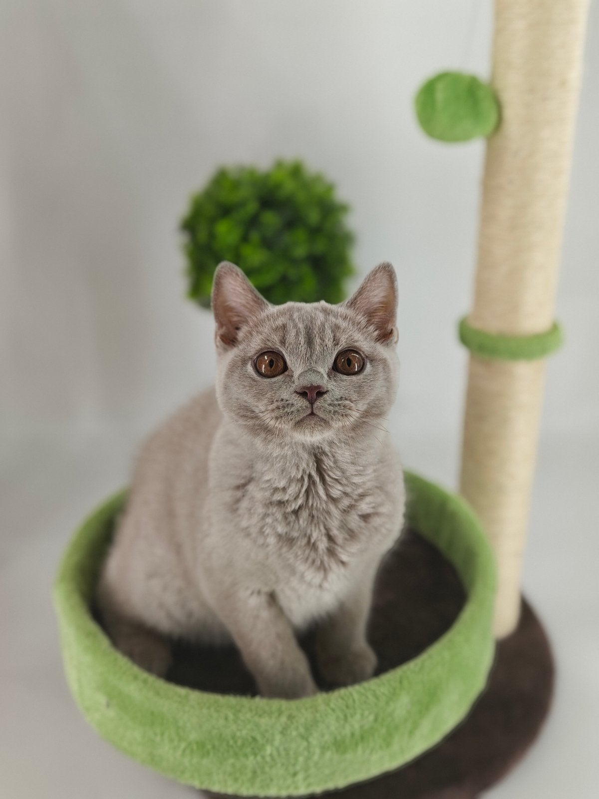 Brits britse korthaar kittens, Meerdere dieren, Gechipt, 0 tot 2 jaar