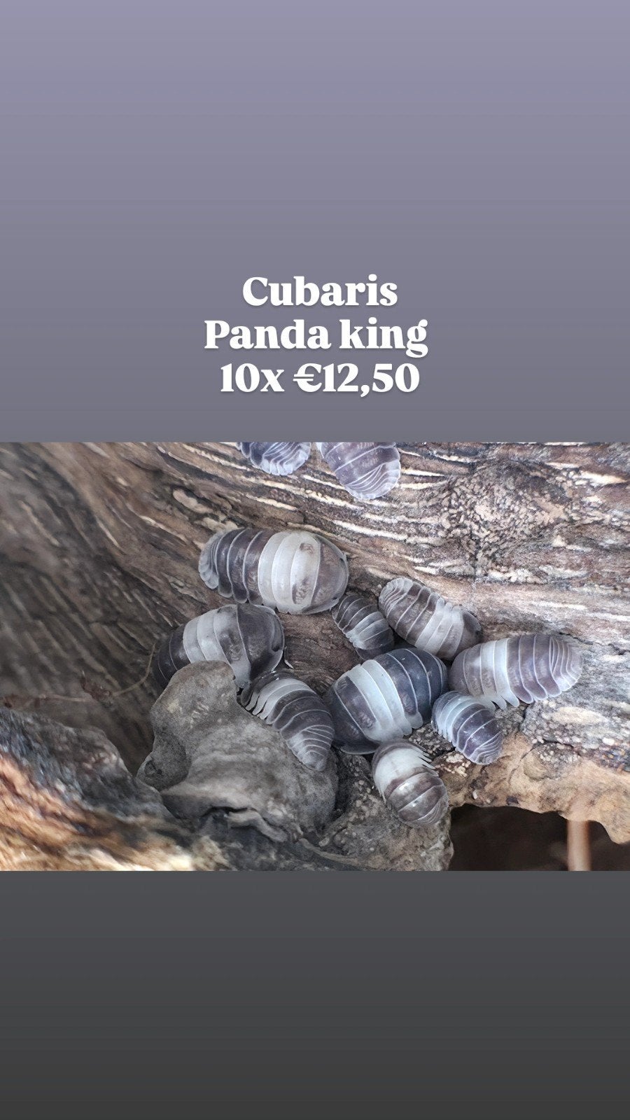 Cubaris sp. Panda King, Dieren en Toebehoren, Overige soorten