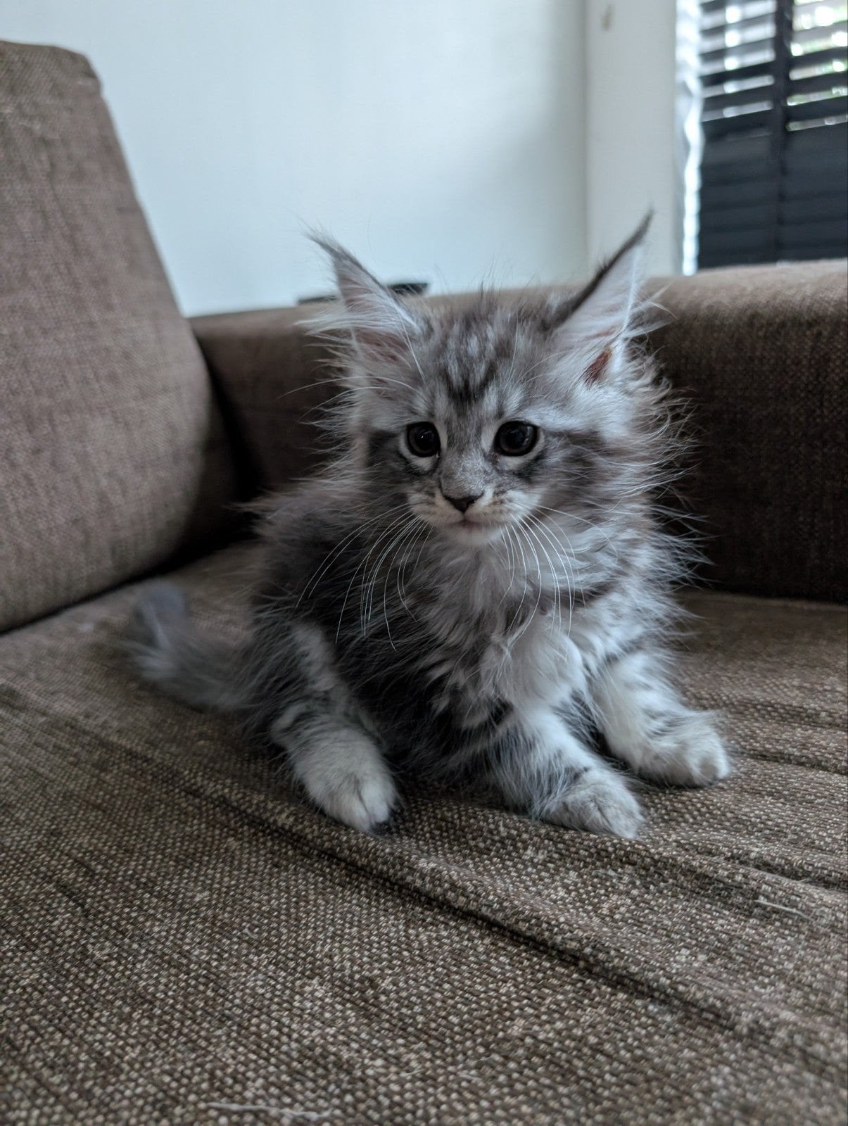 maine coon kitten, Dieren en Toebehoren, Poes, Ontwormd