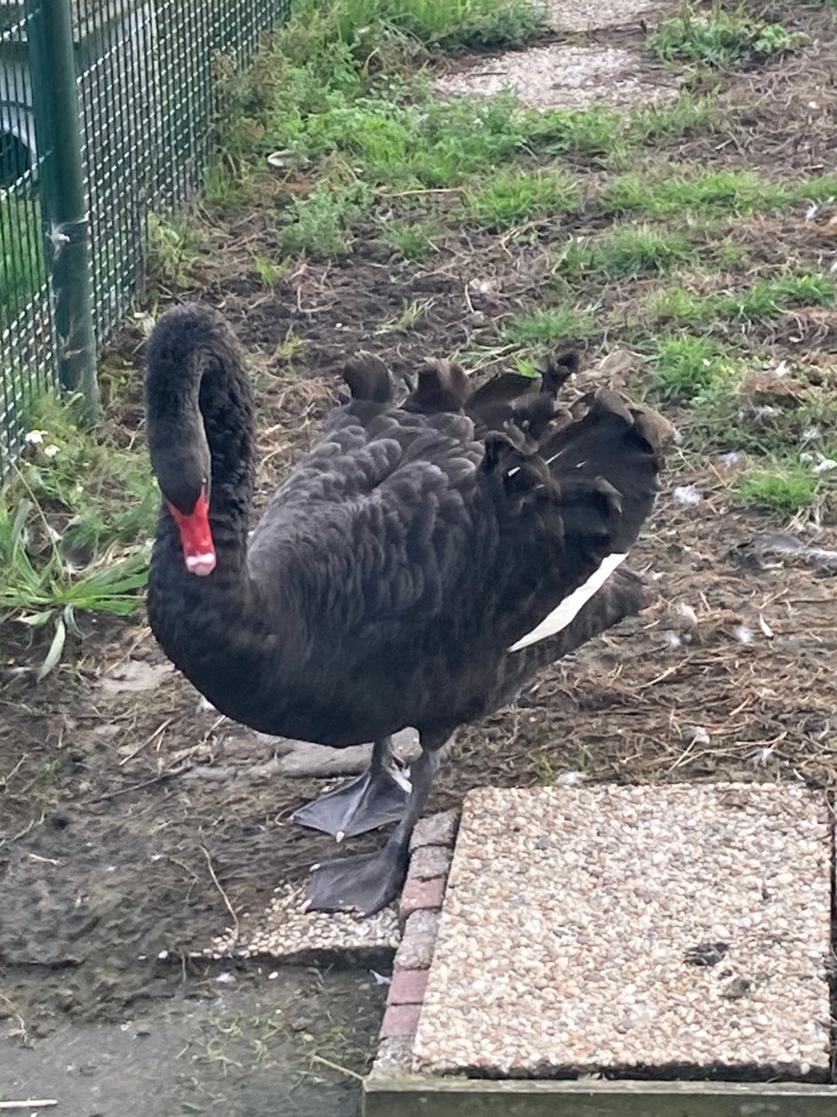 Te koop zwarte zwaan, Dieren en Toebehoren, Mannelijk, Gans of Zwaan