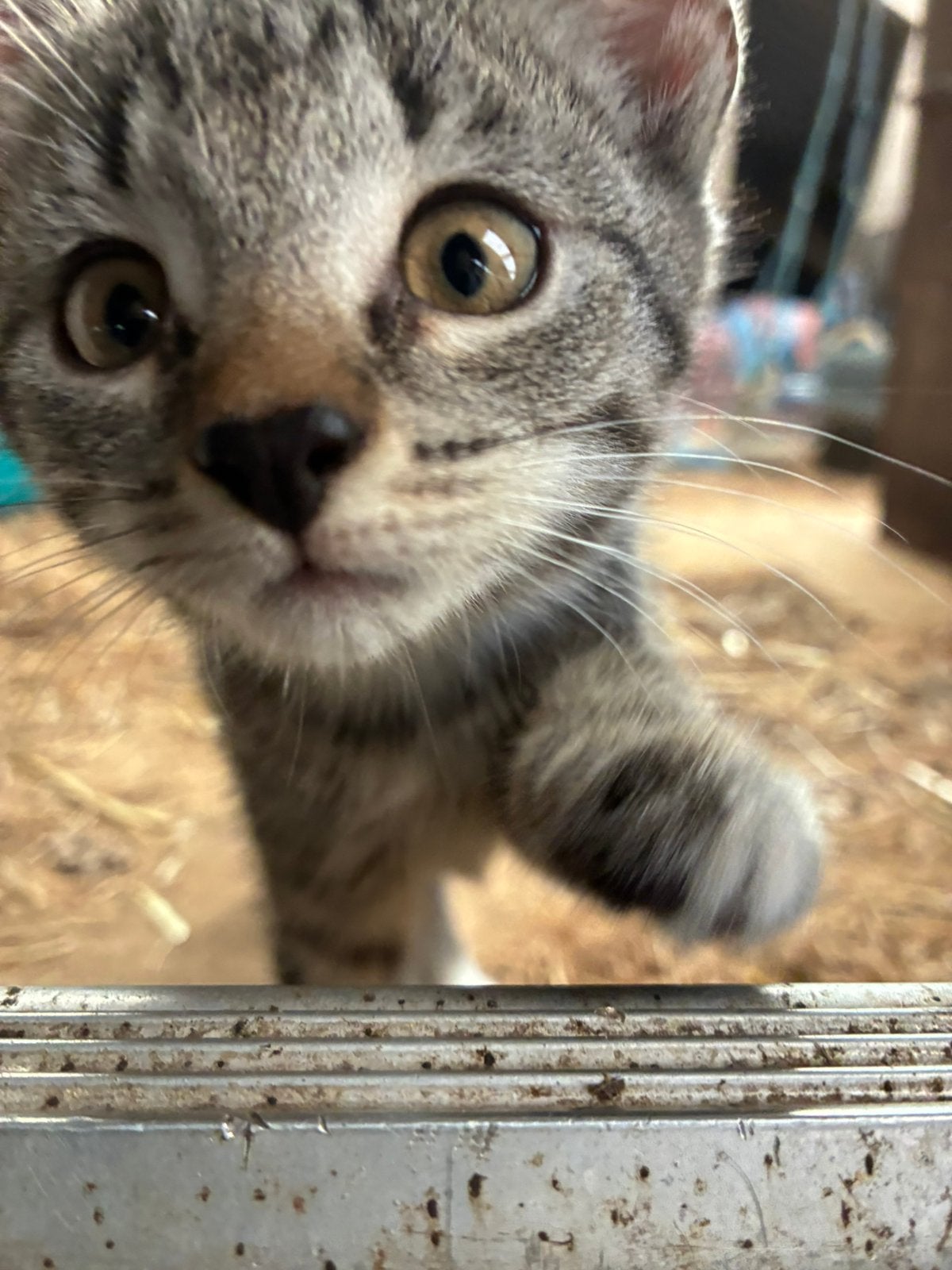 Jonge boerderijkitten, 2 juli geboren, Poes, Kortharig, 0 tot 2 jaar