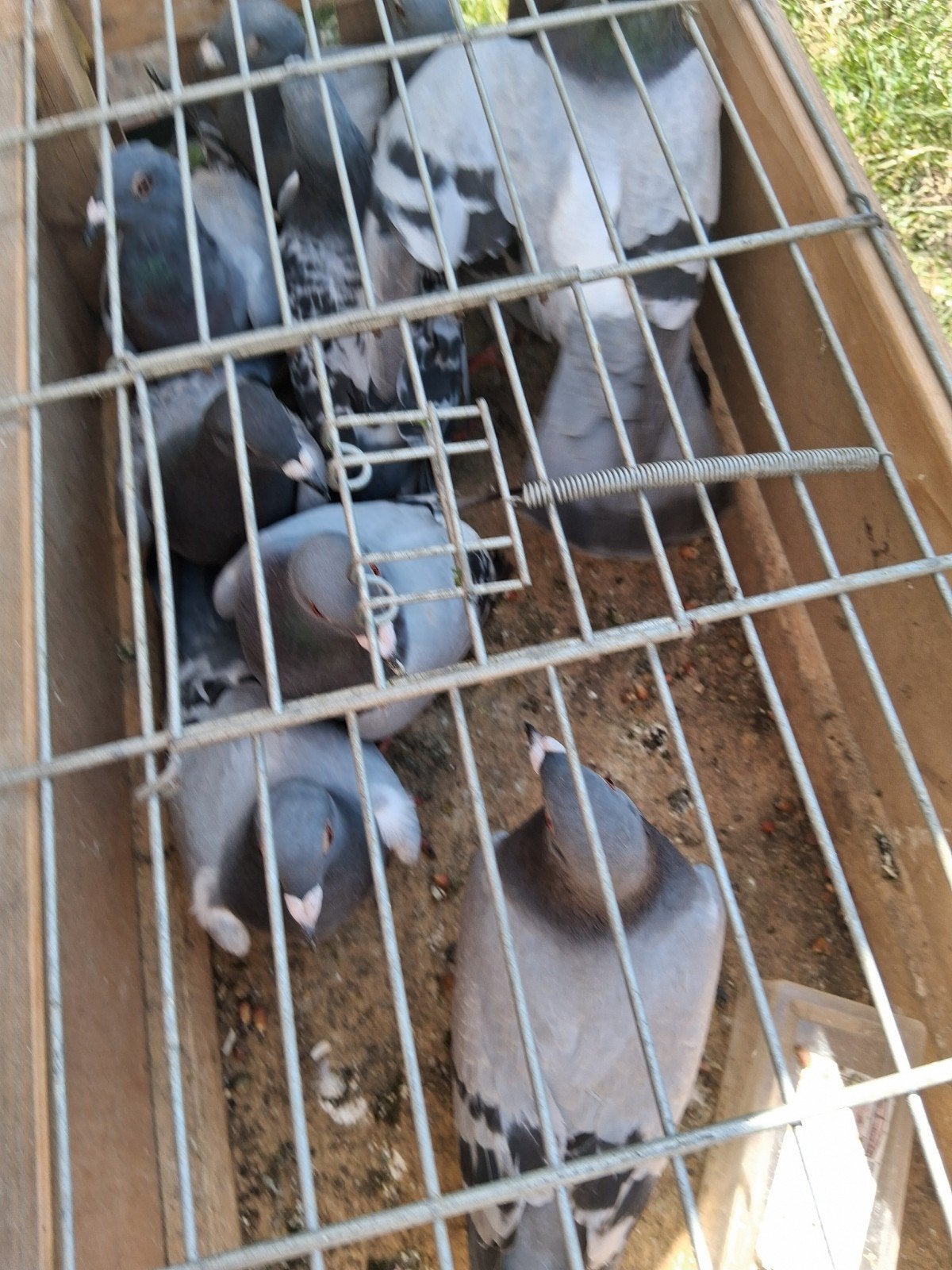 Gratis af te halen voor beginner/hobbyist, Dieren en Toebehoren, Meerdere dieren