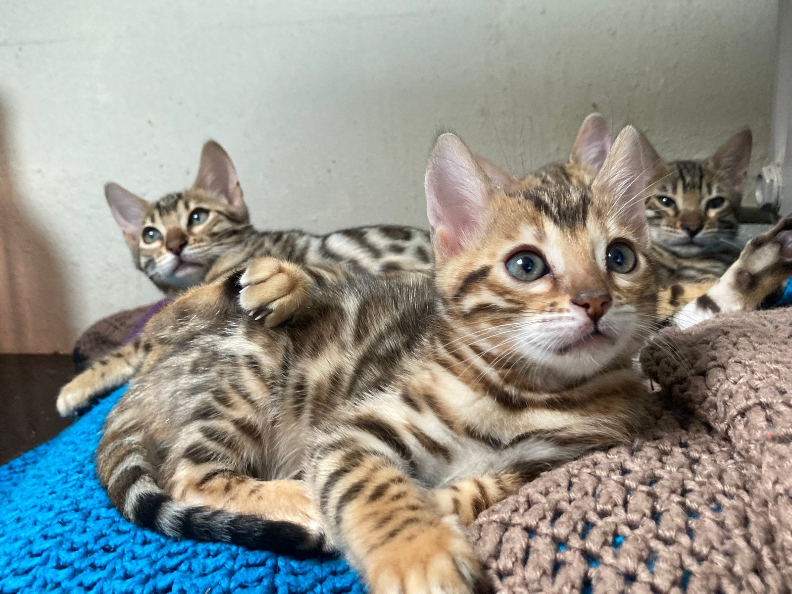 Bengaal kittens met stamboom, Poes, Met stamboom, 0 tot 2 jaar