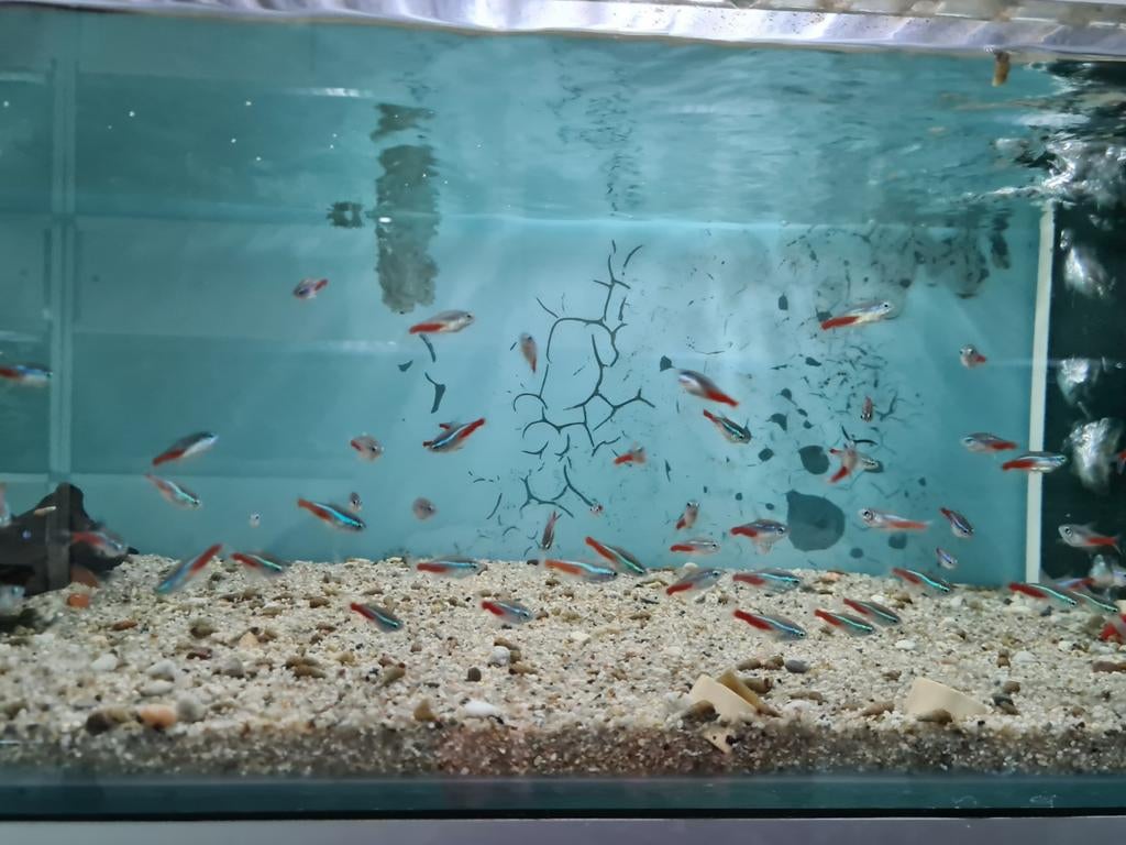 Neon Tetra, Paracheirodon Innesi, Neontetra, Dieren en Toebehoren, Vis, Zoetwatervis