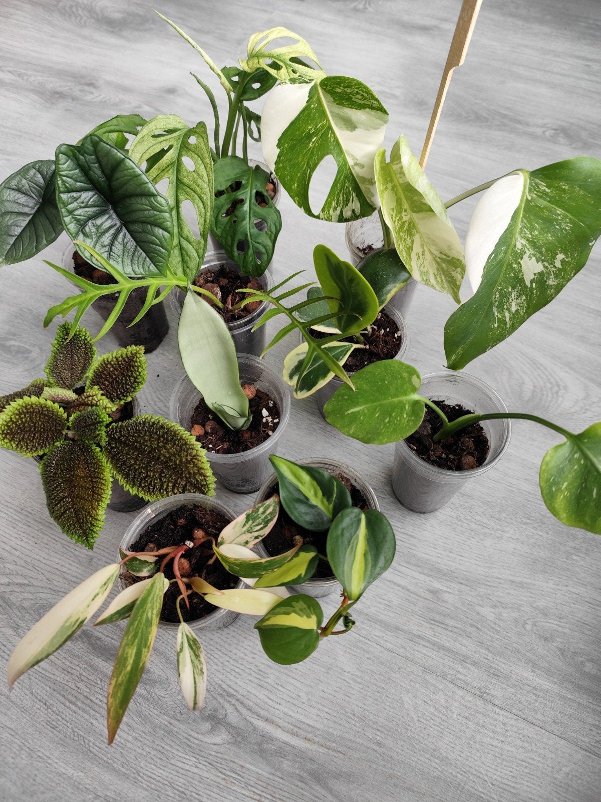 10 PLANTEN! Monstera variegata,Philodendron,Hoya,Sansevieria, Huis en Inrichting, Ophalen, Halfschaduw, Minder dan 100 cm