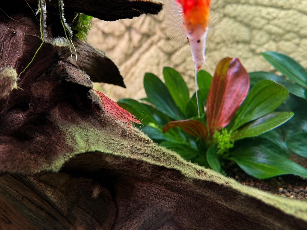 Japonica garnaal sunset red, Dieren en Toebehoren, Vissen | Aquariumvissen, Kreeft, Krab of Garnaal, Zoetwatervis
