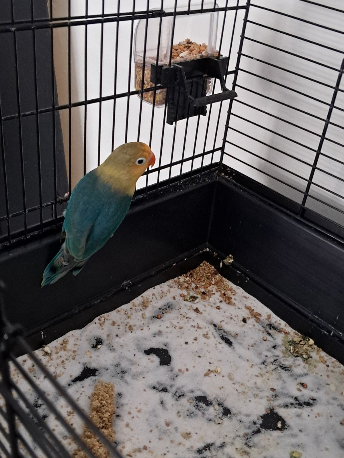 agapornis van 9 weken oud