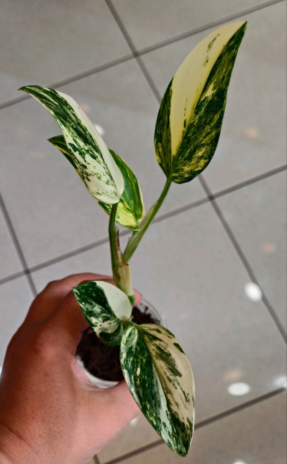 Monstera Standleyana Albo Variegata – prachtige variegatie, Verzenden, Halfschaduw, Minder dan 100 cm