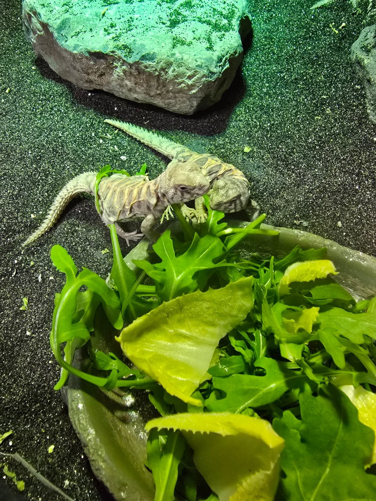 uromastyx ornata blue, Dieren en Toebehoren, 0 tot 2 jaar