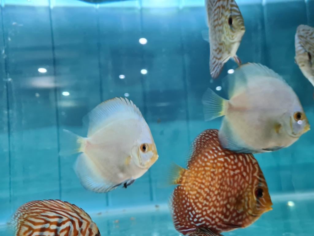 Galaxy Discus, Symphysodon Discus, Dieren en Toebehoren, Vis, Zoetwatervis