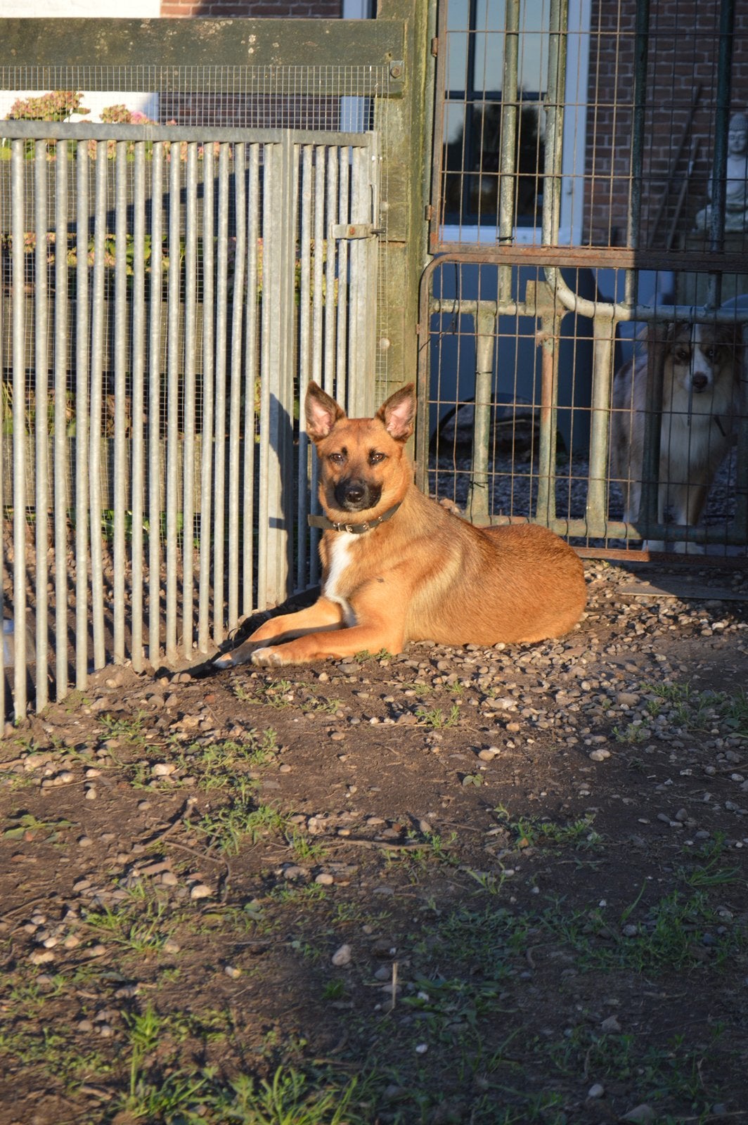 Lieve herder kruizing, Parvo, 15 weken tot 1 jaar, Teef, Eén hond