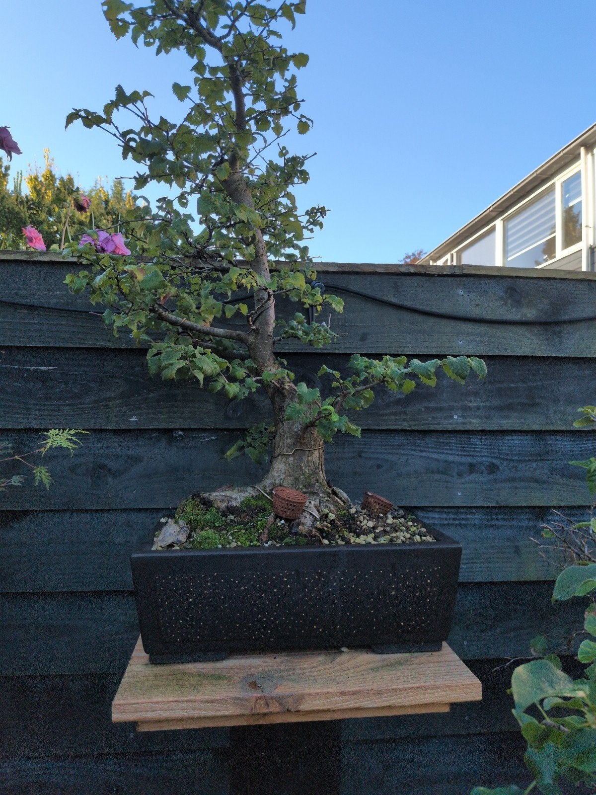 Bonsai Veldiep (Ulmus Minor), Vaste plant, Bloeit niet, Halfschaduw, Ophalen