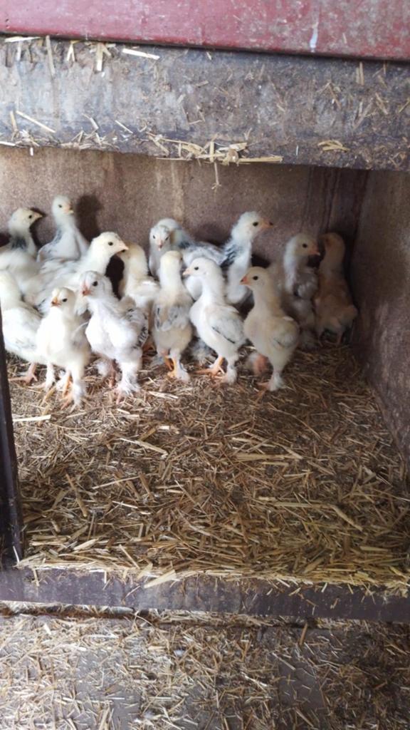 Kuikens grote Brahma zwart wit Columbia, Dieren en Toebehoren, Pluimvee, Geslacht onbekend, Kip