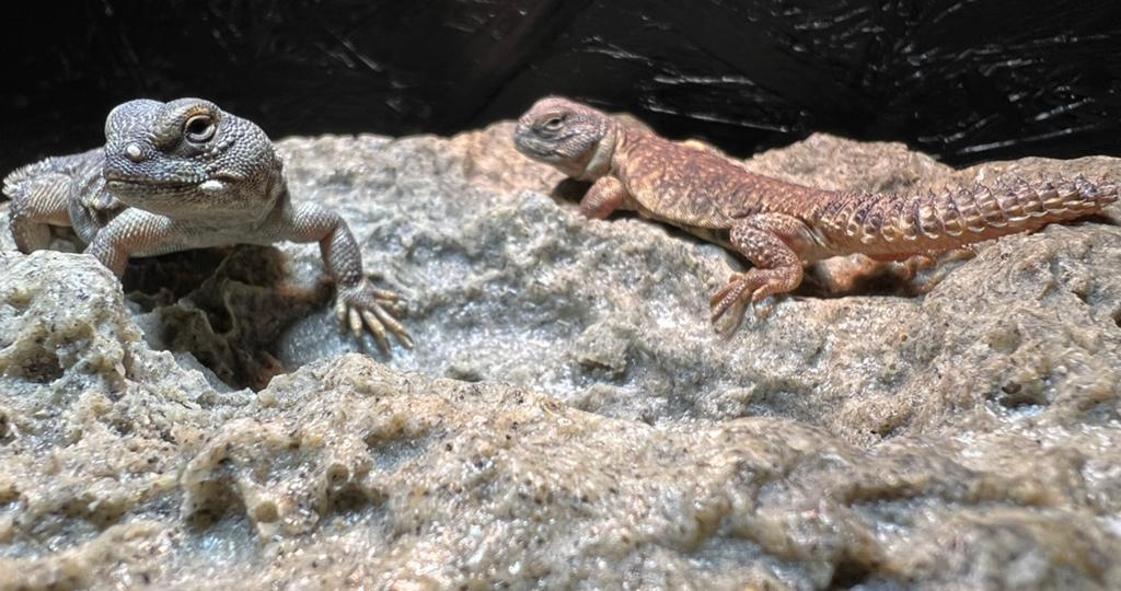 Uromastyx nigriventris flame 0.0.2, Hagedis, Tam, 0 tot 2 jaar