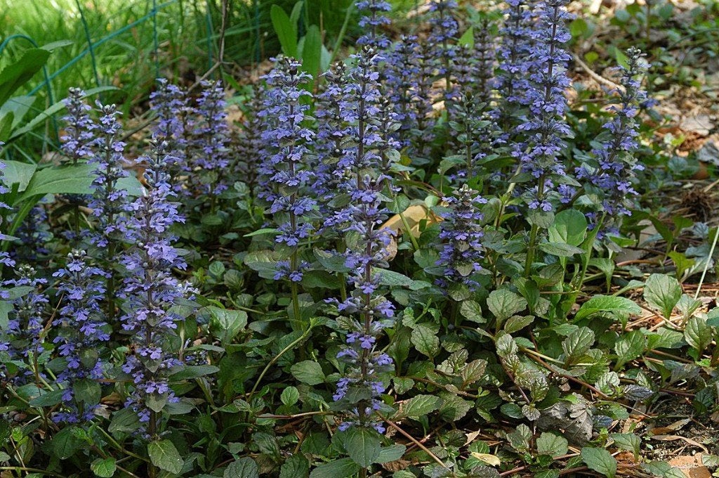 ajuga reptans zenegroen, Vaste plant, Halfschaduw, Lente, Ophalen