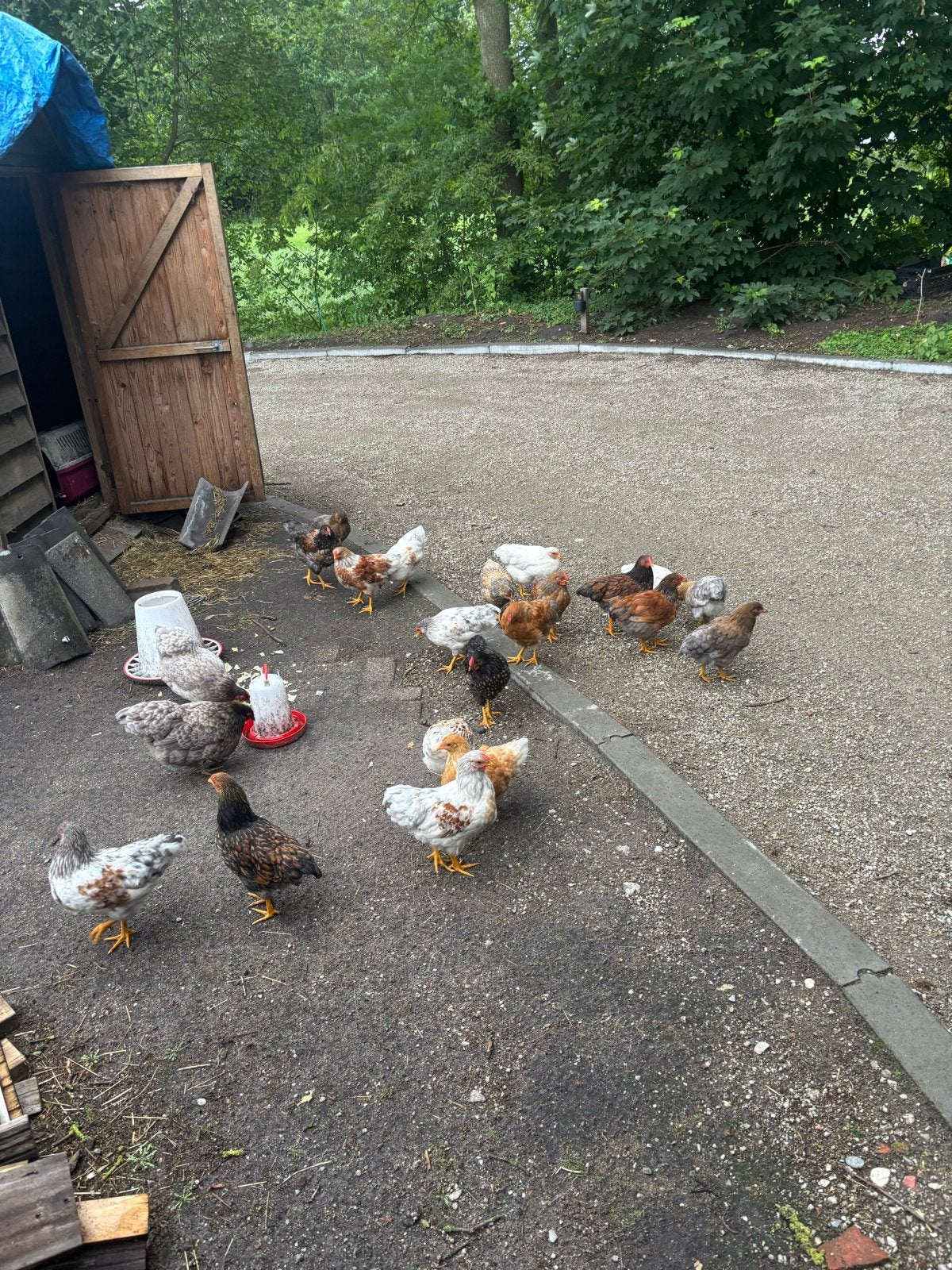 Gratis 13 jonge Wyandotte hanen, Mannelijk, Kip