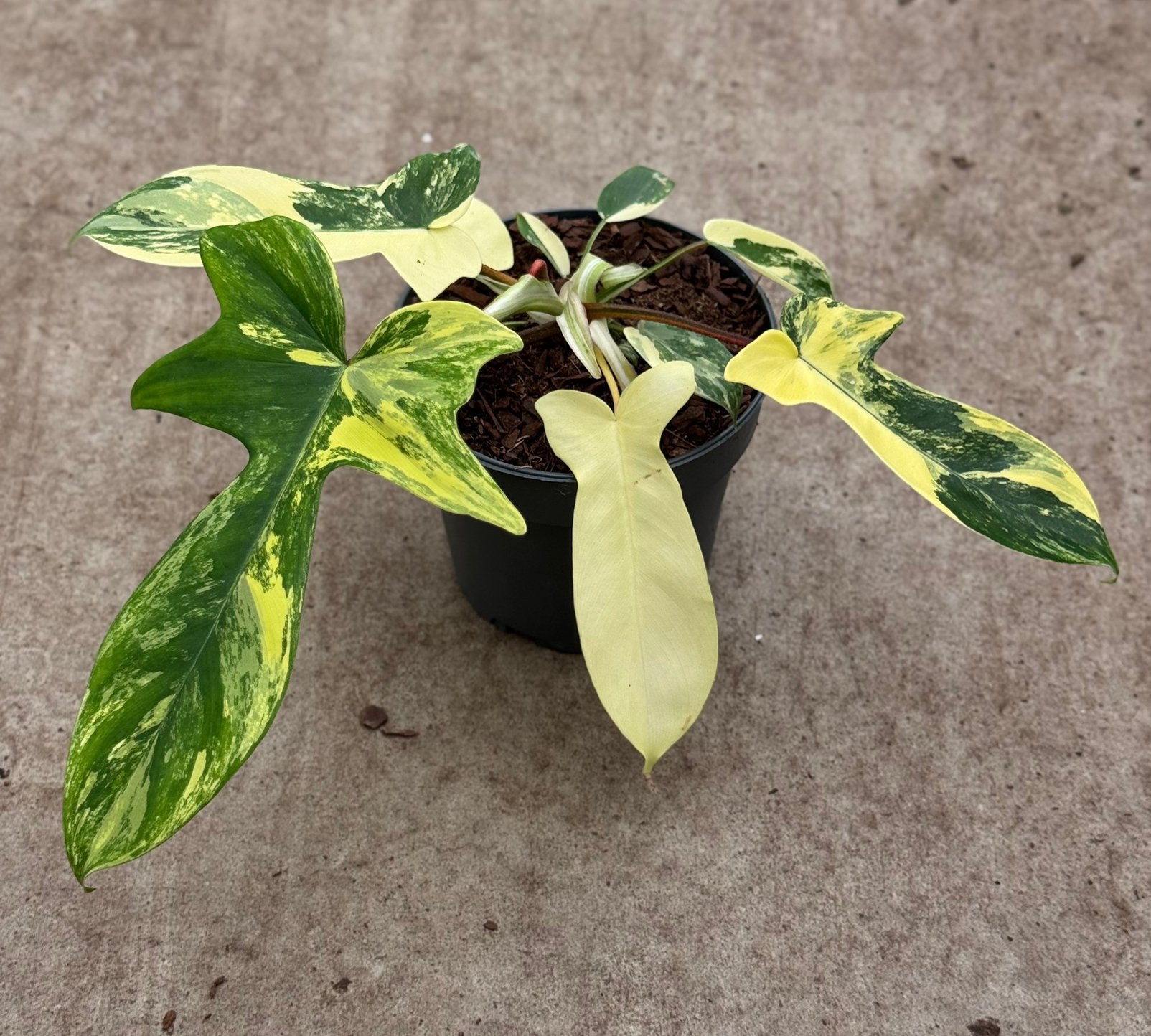 Philodendron Florida Beauty Variegata, Huis en Inrichting, Kamerplanten, Ophalen of Verzenden, Halfschaduw, Minder dan 100 cm