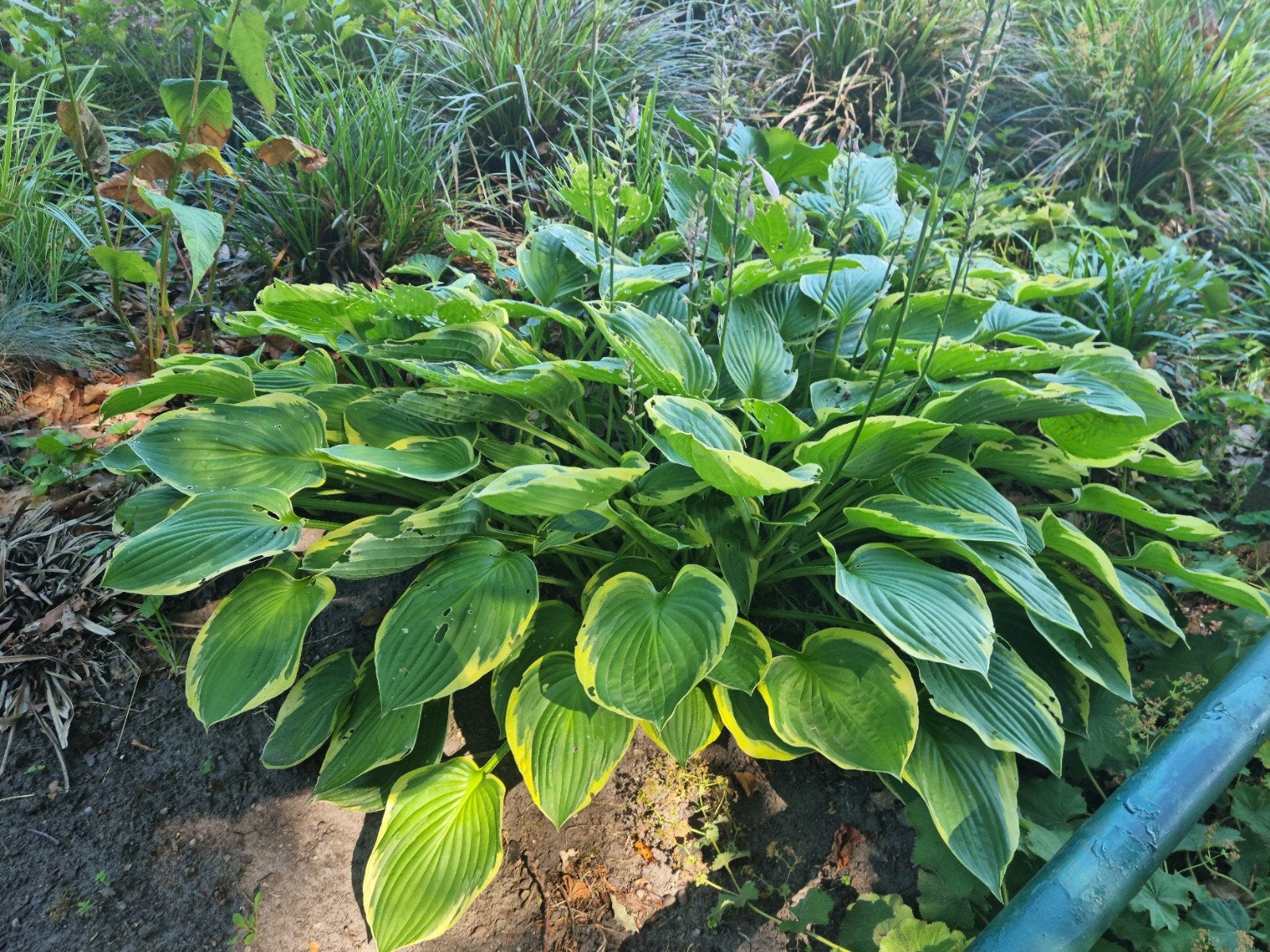 planttijd! Sedum hortentia hemelsleutel schoenlapper enz

We, Tuin en Terras, Planten | Tuinplanten, Ophalen, Bodembedekkers, Volle zon