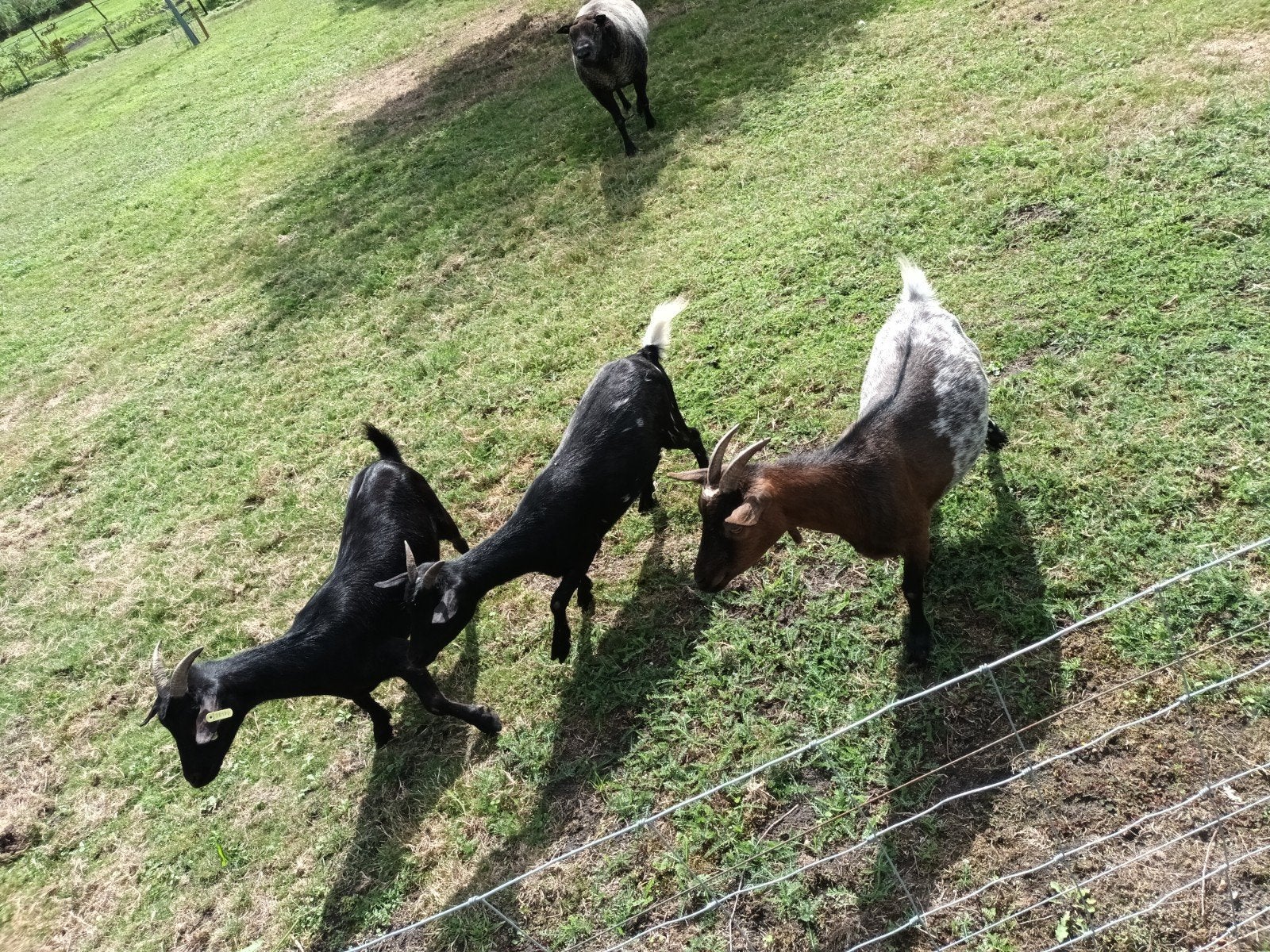 3 dwerggeiten te koop, Dieren en Toebehoren, Meerdere dieren
