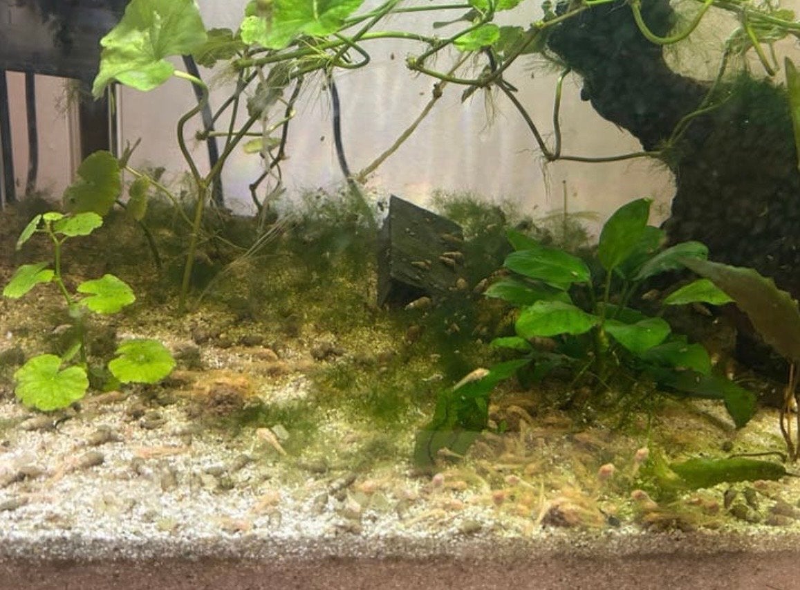 Baby ancistrus, Dieren en Toebehoren, Vissen | Aquariumvissen, Vis