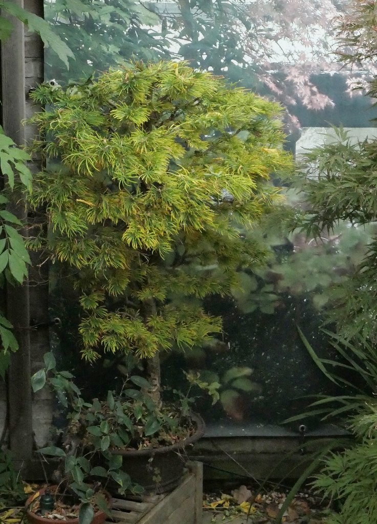 Pseudo-lariks bonsai, Vaste plant, Bloeit niet, Halfschaduw, Ophalen
