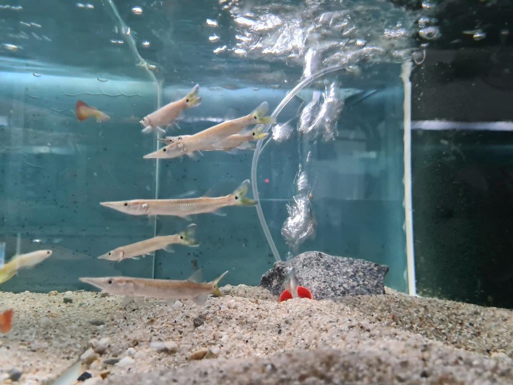 Ctenolucius Hujeta snoek, Dieren en Toebehoren, Vissen | Aquariumvissen, Vis, Zoetwatervis