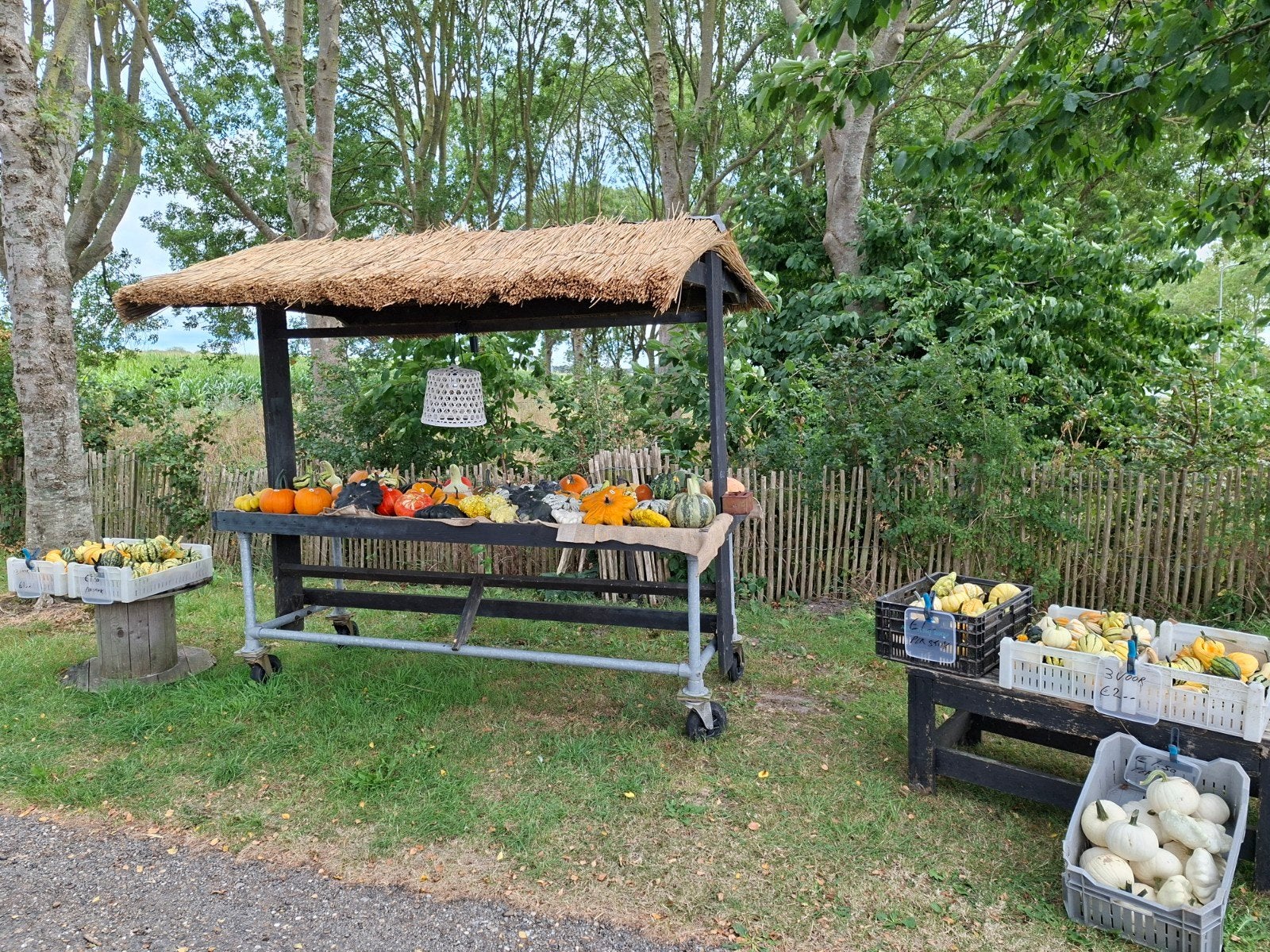 Diverse Pompoenen en Kalebassen - Decoratief & Eetbaar, Ophalen of Verzenden