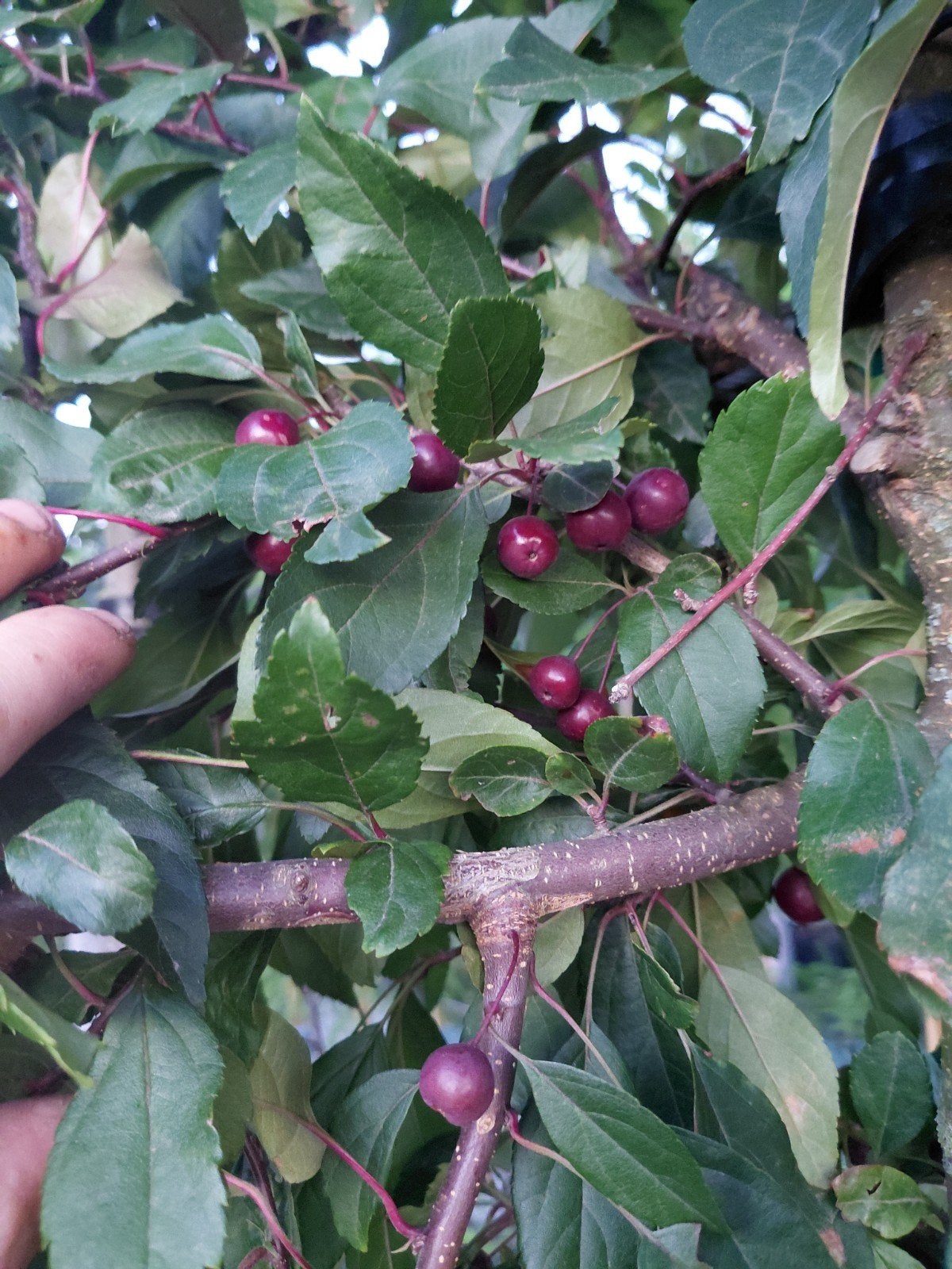malus 'Rudolph', Tuin en Terras, Planten | Bomen, Overige soorten, Lente, 250 tot 400 cm, Ophalen
