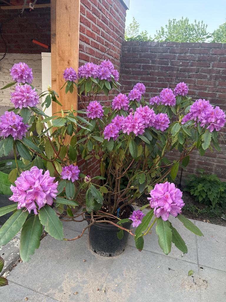 Rhododendron, Tuin en Terras, Ophalen, Vaste plant, Overige soorten, Halfschaduw