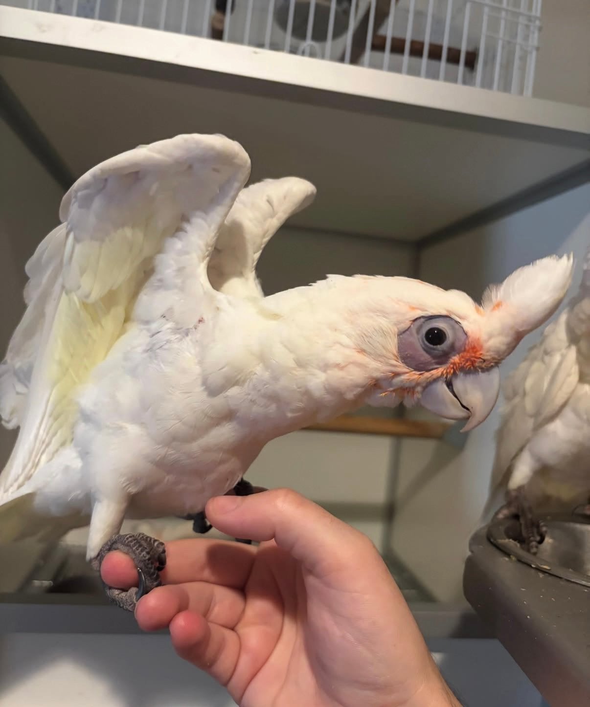 Supertam naaktoogkaketoe’s 2026, Dieren en Toebehoren, Vogels | Parkieten en Papegaaien, Meerdere dieren, Papegaai, Geringd