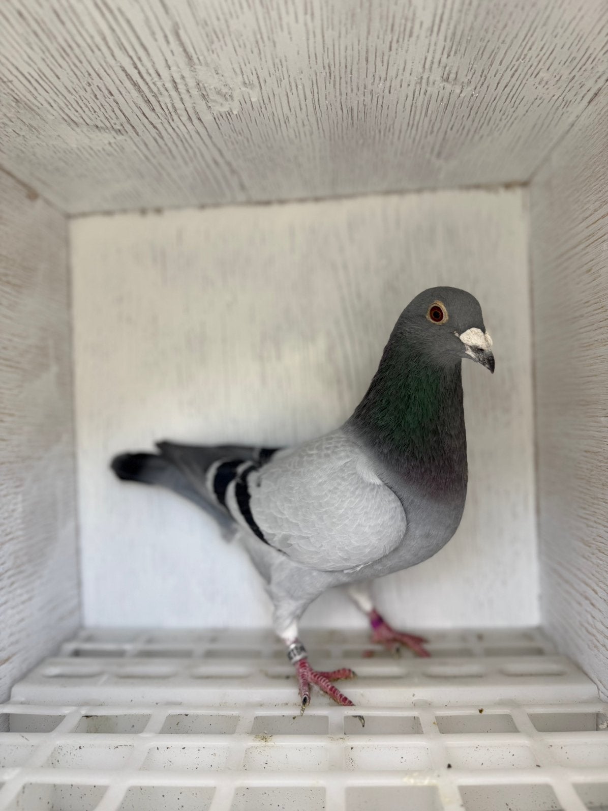 Postduiven, Mannelijk, Postduif