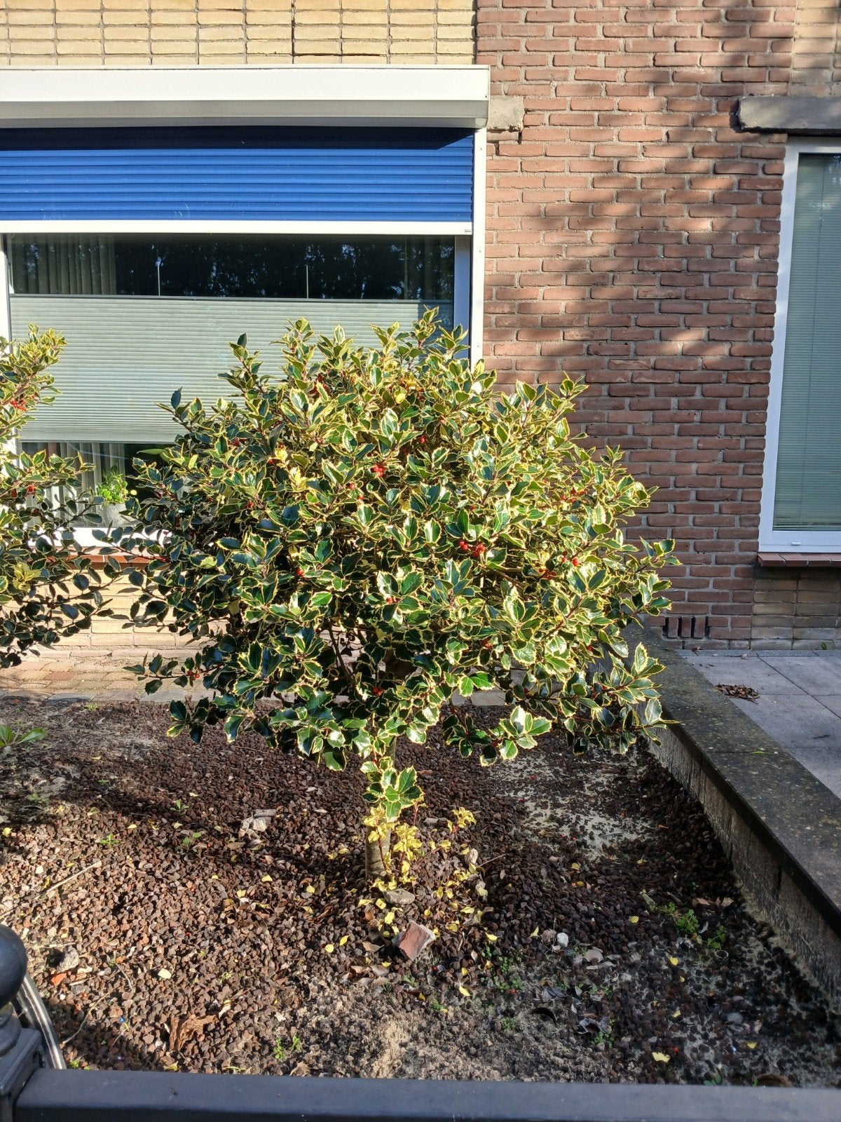 Steekpalm (Ilex Aquifolium) - Winterharde struik, Volle zon, Vaste plant, Bloeit niet, Ophalen