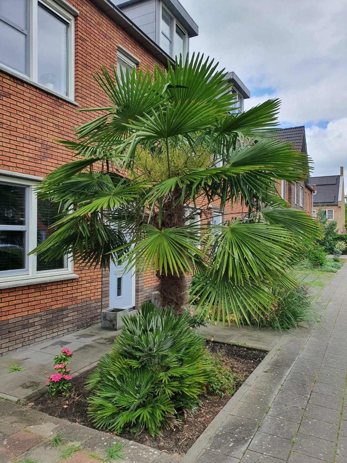 Grote Trachycarpus Fortunei Palmboom 380 cm - Winterhard!, Ophalen, Overige soorten, Volle zon