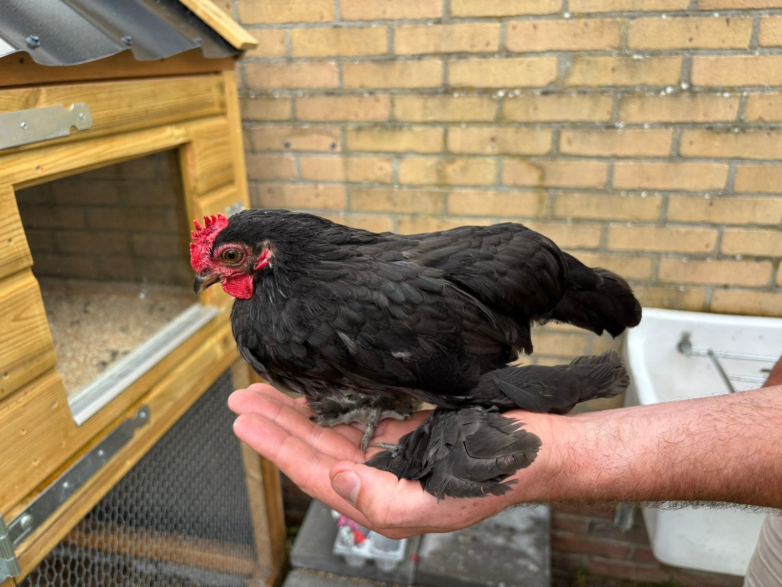 Gratis afhalen: twee sabelpootkriel haantjes, Dieren en Toebehoren, Mannelijk, Kip