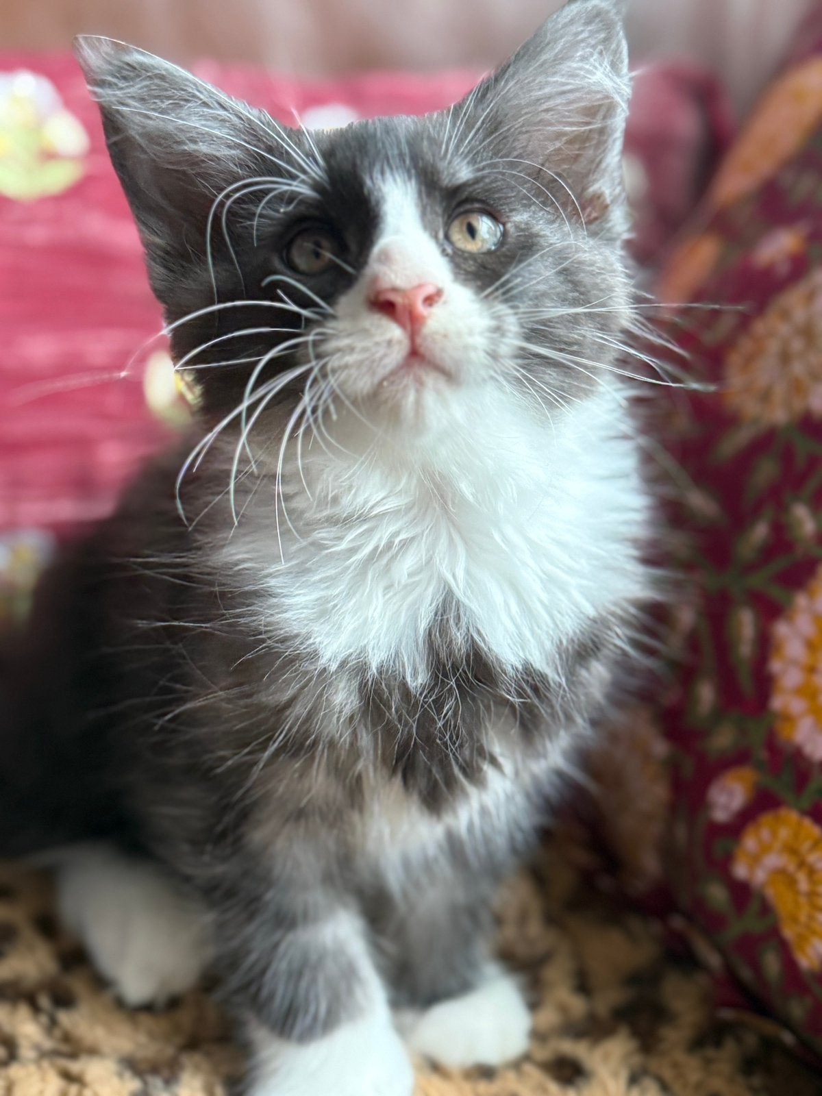 XL Maine Coon kater Blue Smoke met Wit, Dieren en Toebehoren, Kater, Ontwormd, 0 tot 2 jaar