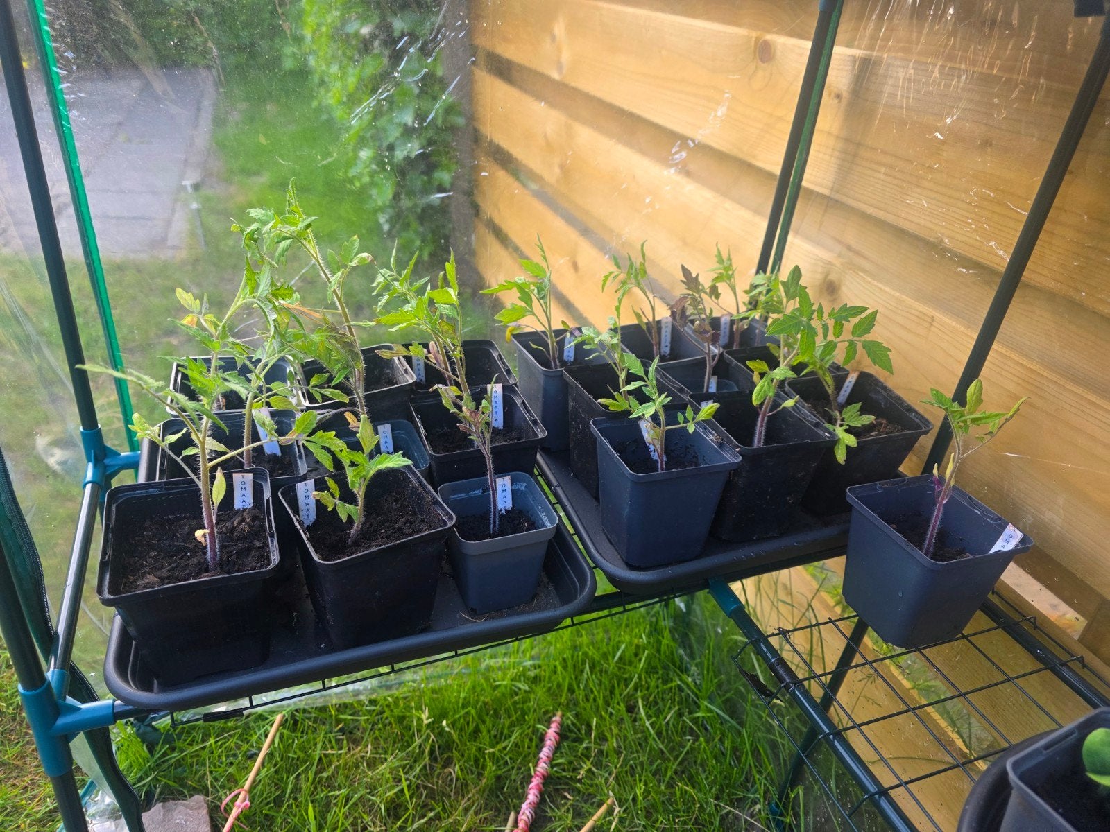 Tomaten planten, Ophalen, Eenjarig, Groenteplanten, Volle zon