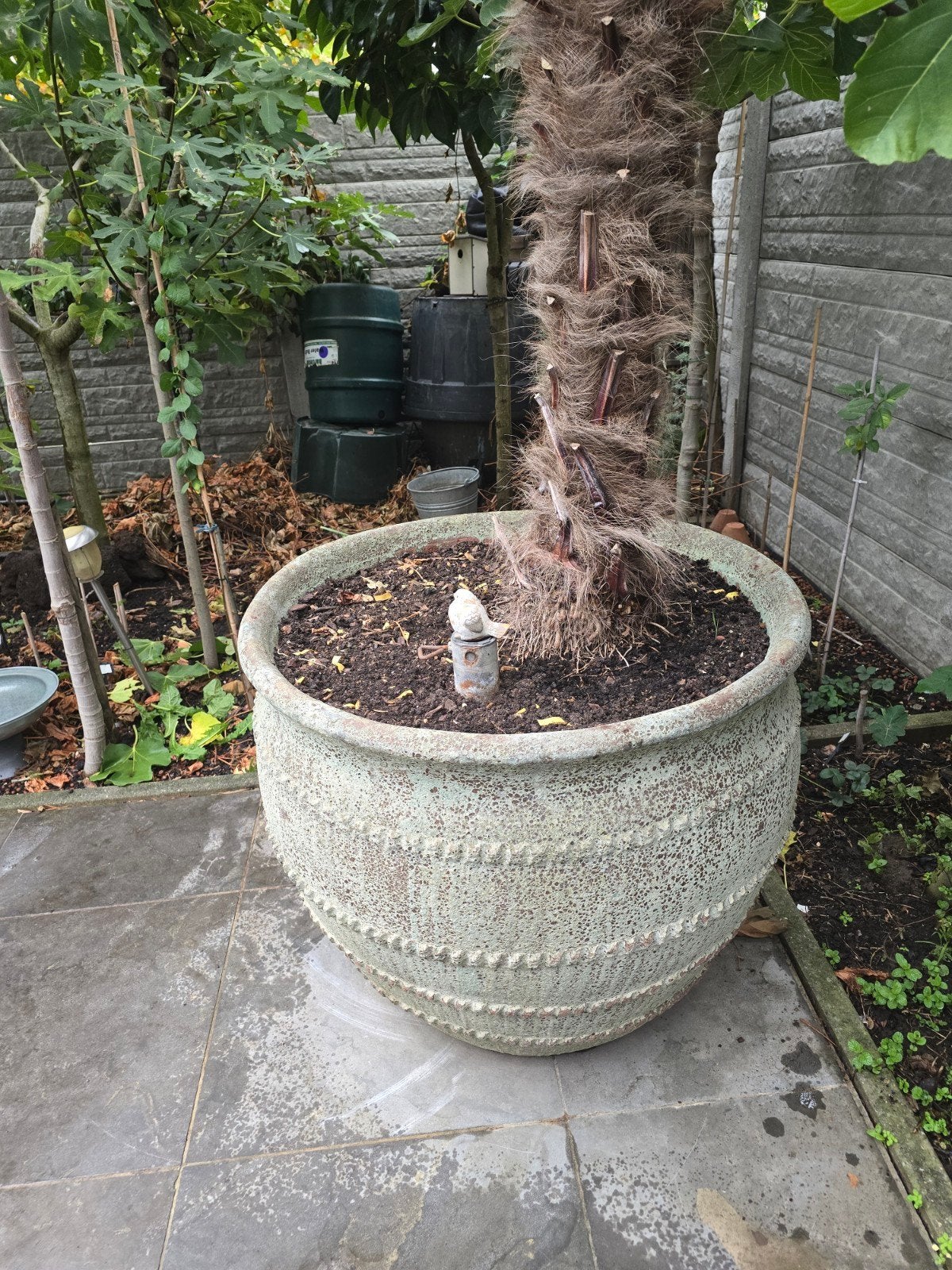 Winterhard palmboom wagnerianus in groot speciale pot., Tuin en Terras, Overige soorten, Volle zon, Vaste plant, Ophalen of Verzenden