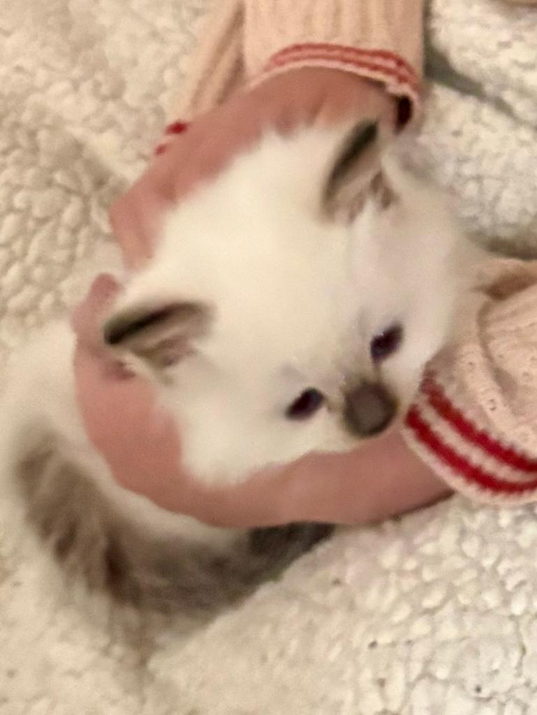 100% Ragdoll kittens, laatste katertje nog beschikbaar, Dieren en Toebehoren, Katten en Kittens | Raskatten | Langhaar, Meerdere dieren
