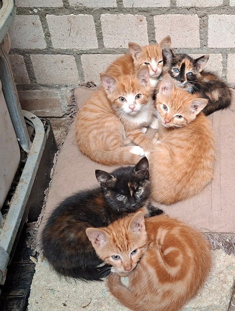 Lieve speelse boerderijkittens, Meerdere dieren, Kortharig, 0 tot 2 jaar